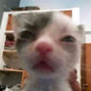 Meet your Posher, Cookie